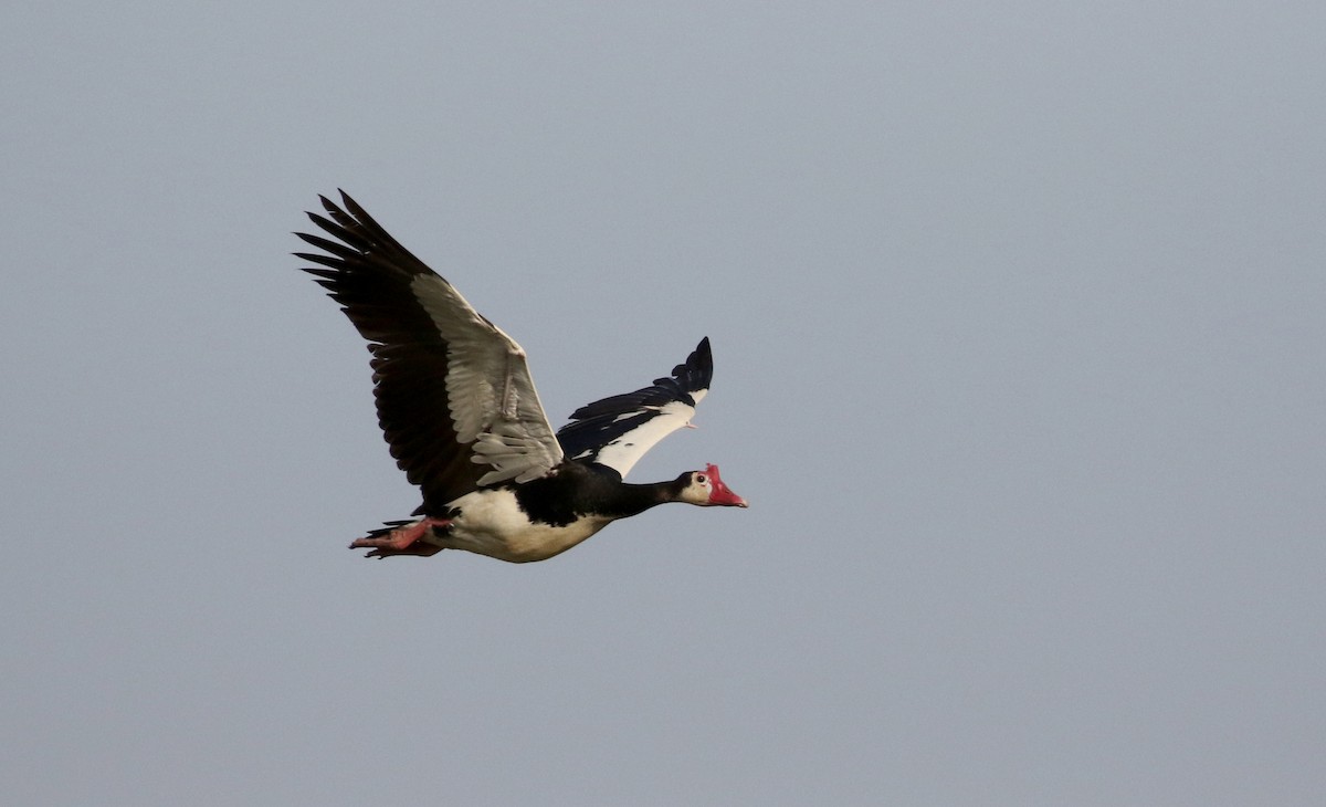 Spur-winged Goose (Northern) - ML150715371