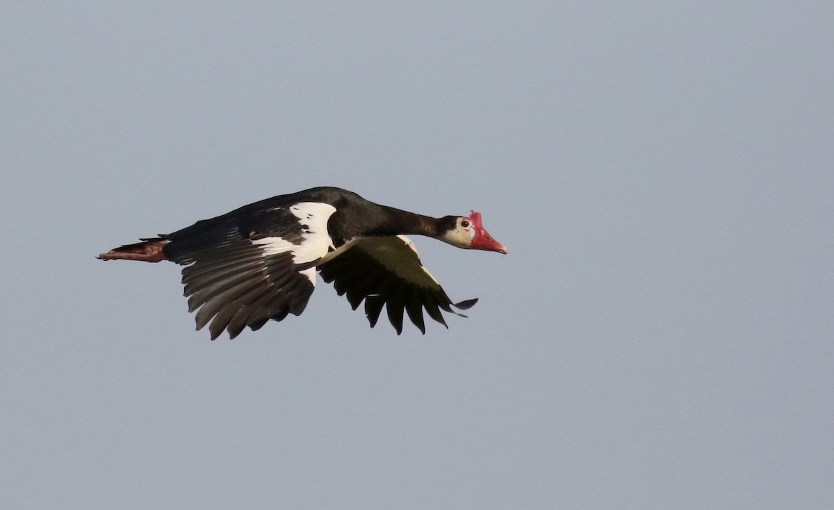 Spur-winged Goose (Northern) - ML150715381