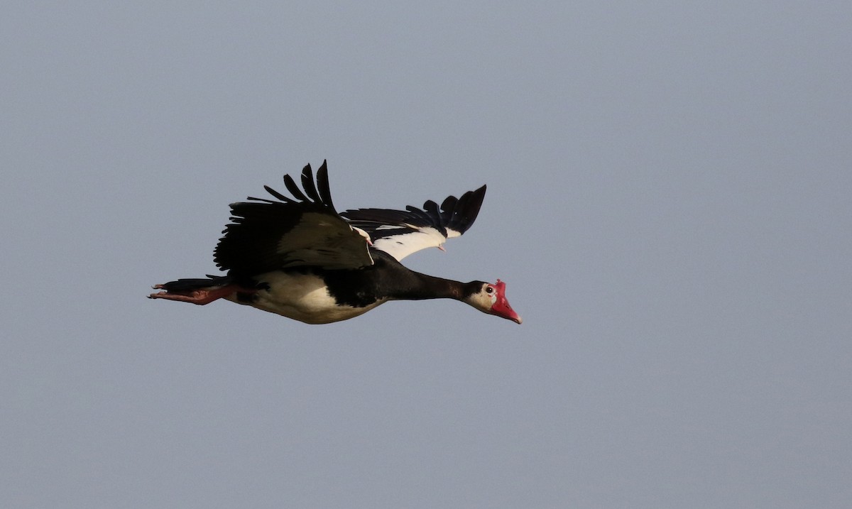 Spur-winged Goose (Northern) - ML150715401