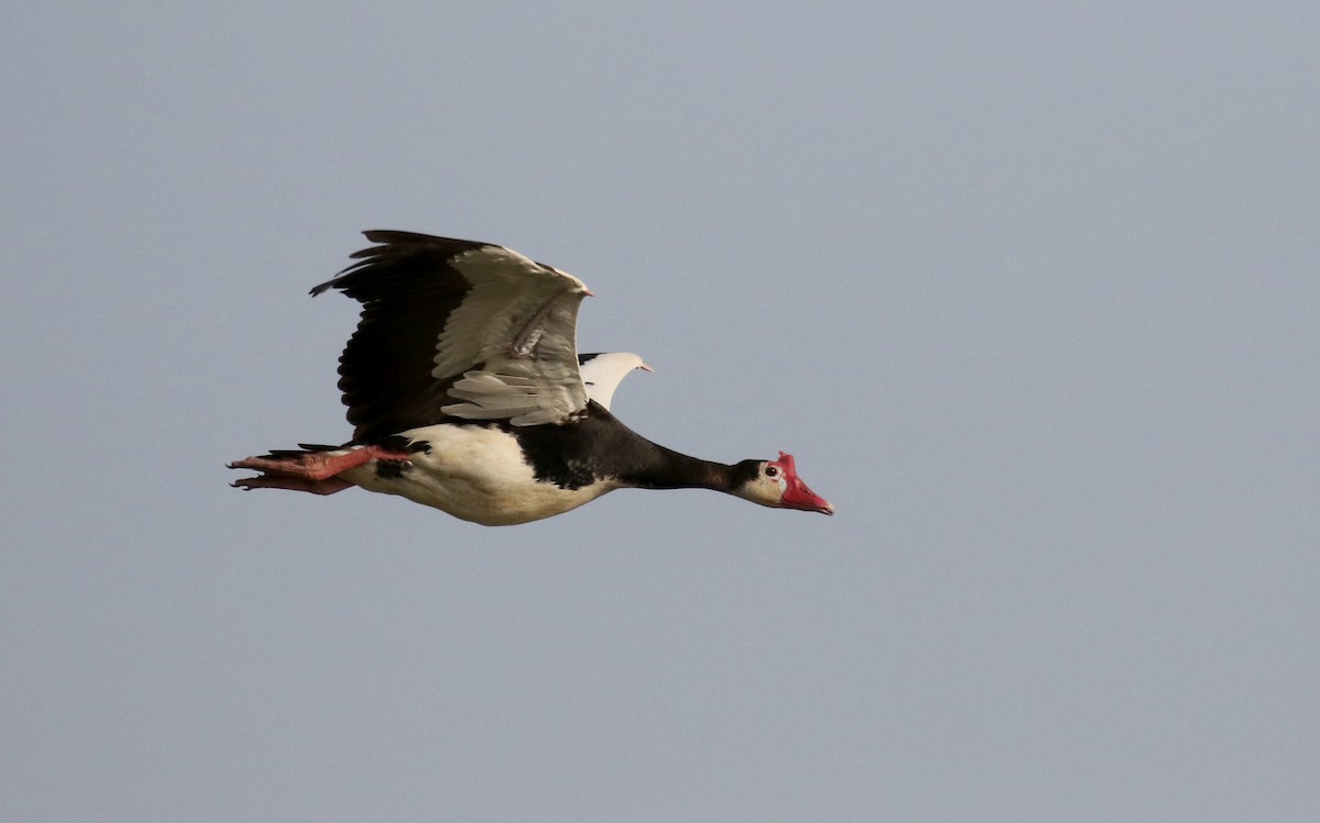 Spur-winged Goose (Northern) - ML150715451