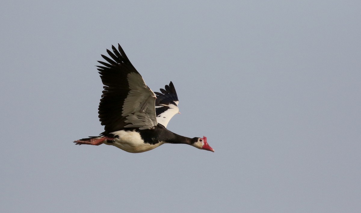 Spur-winged Goose (Northern) - ML150715461