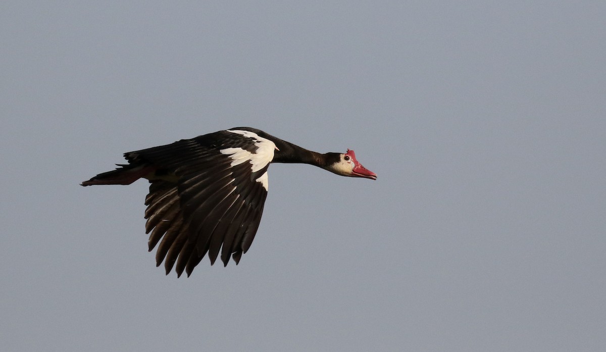 Spur-winged Goose (Northern) - ML150715471