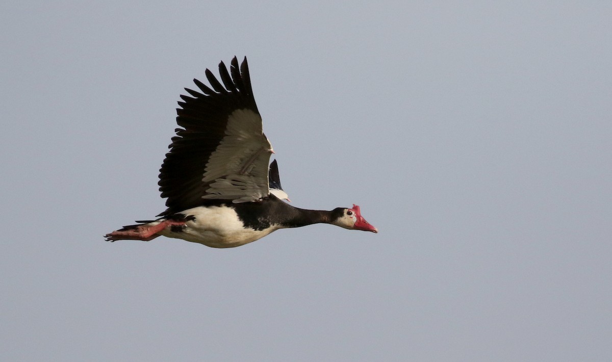 Spur-winged Goose (Northern) - ML150715491