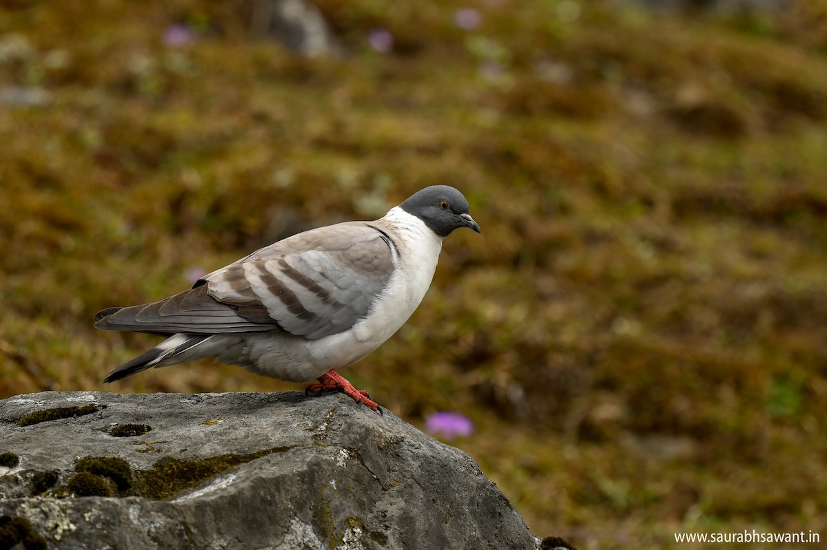 Pigeon des neiges - ML150715961