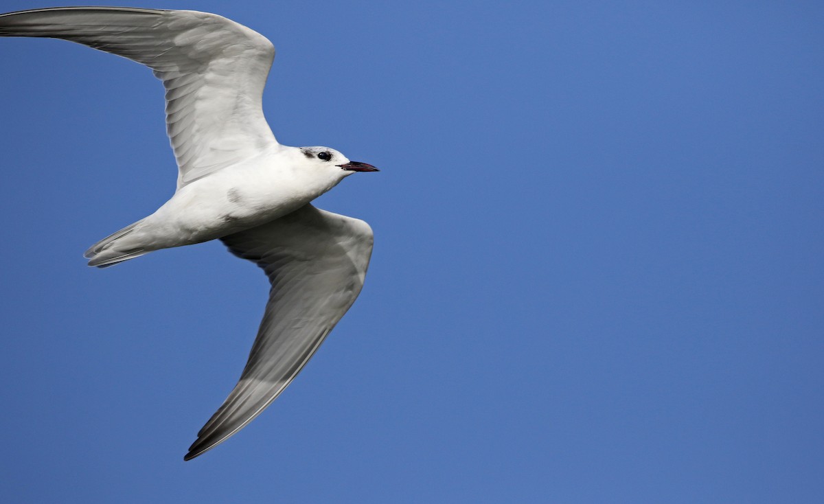 Whiskered Tern - Jay McGowan