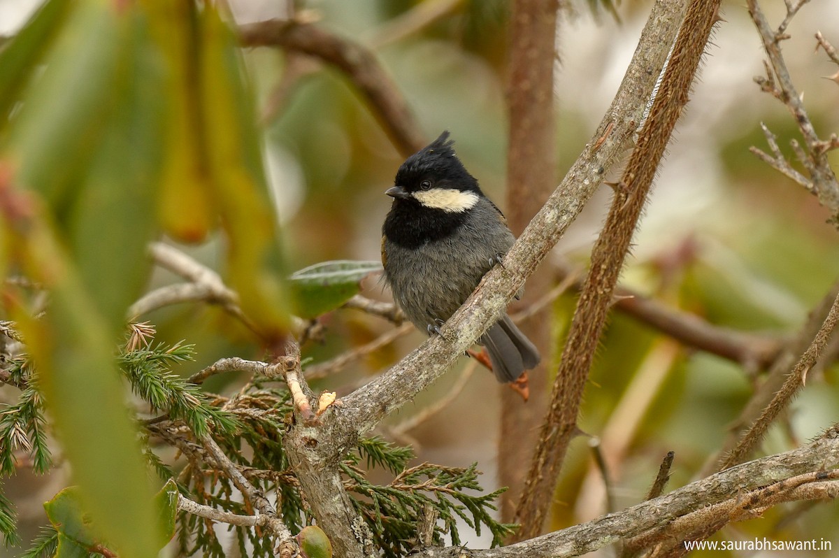 Rufous-vented Tit - ML150716231