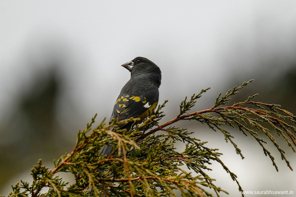 White-winged Grosbeak - ML150716291