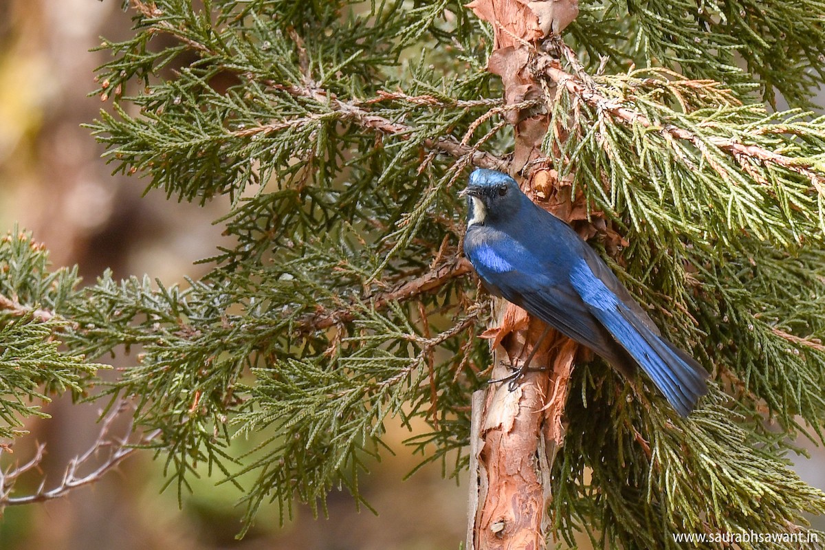 Himalaya Mavi Kuyruklu Bülbülü - ML150716351