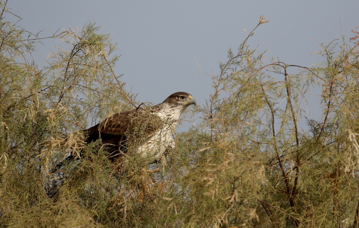 Aigle de Bonelli - ML150717321