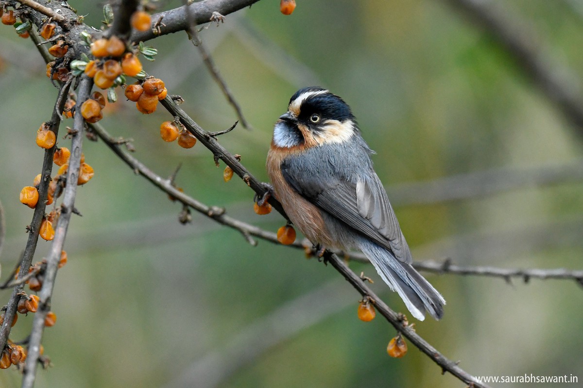Black-browed Tit (Rufous-fronted) - ML150717331