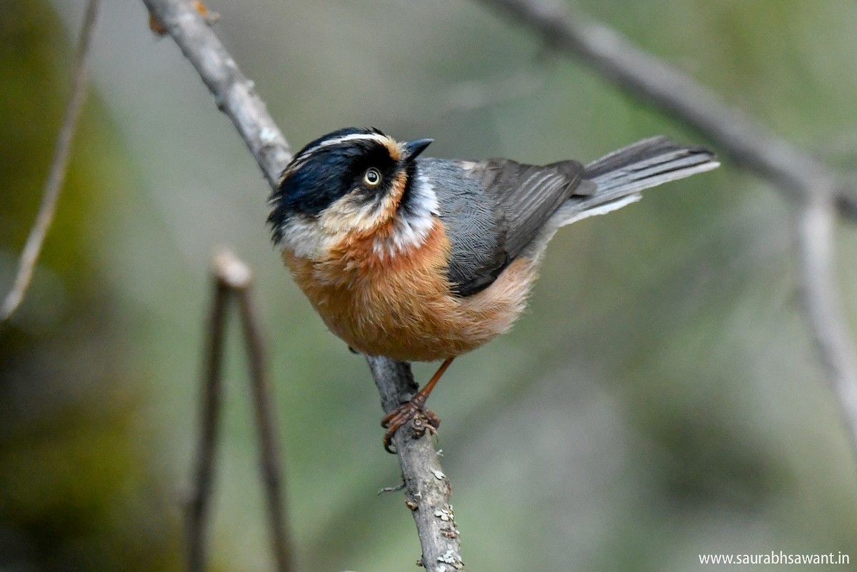 Black-browed Tit (Rufous-fronted) - ML150717341