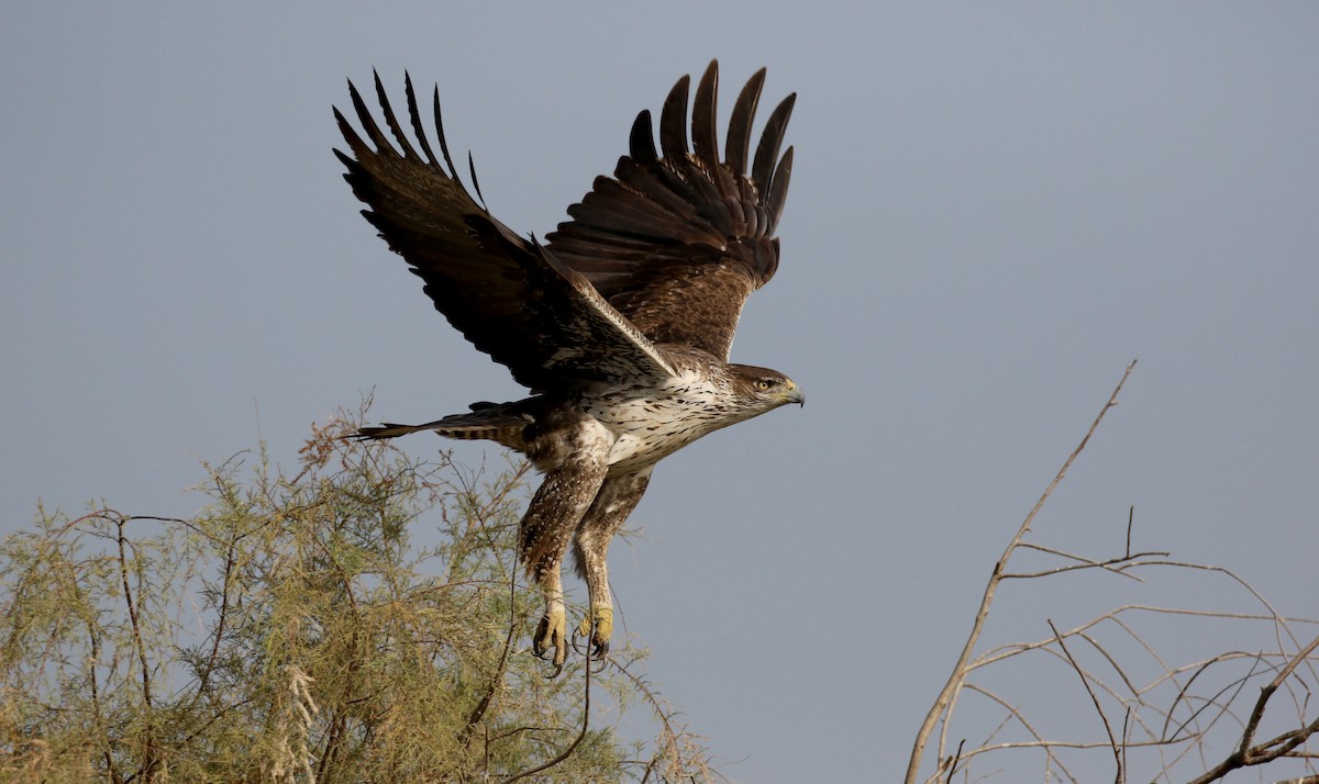 Aigle de Bonelli - ML150717381