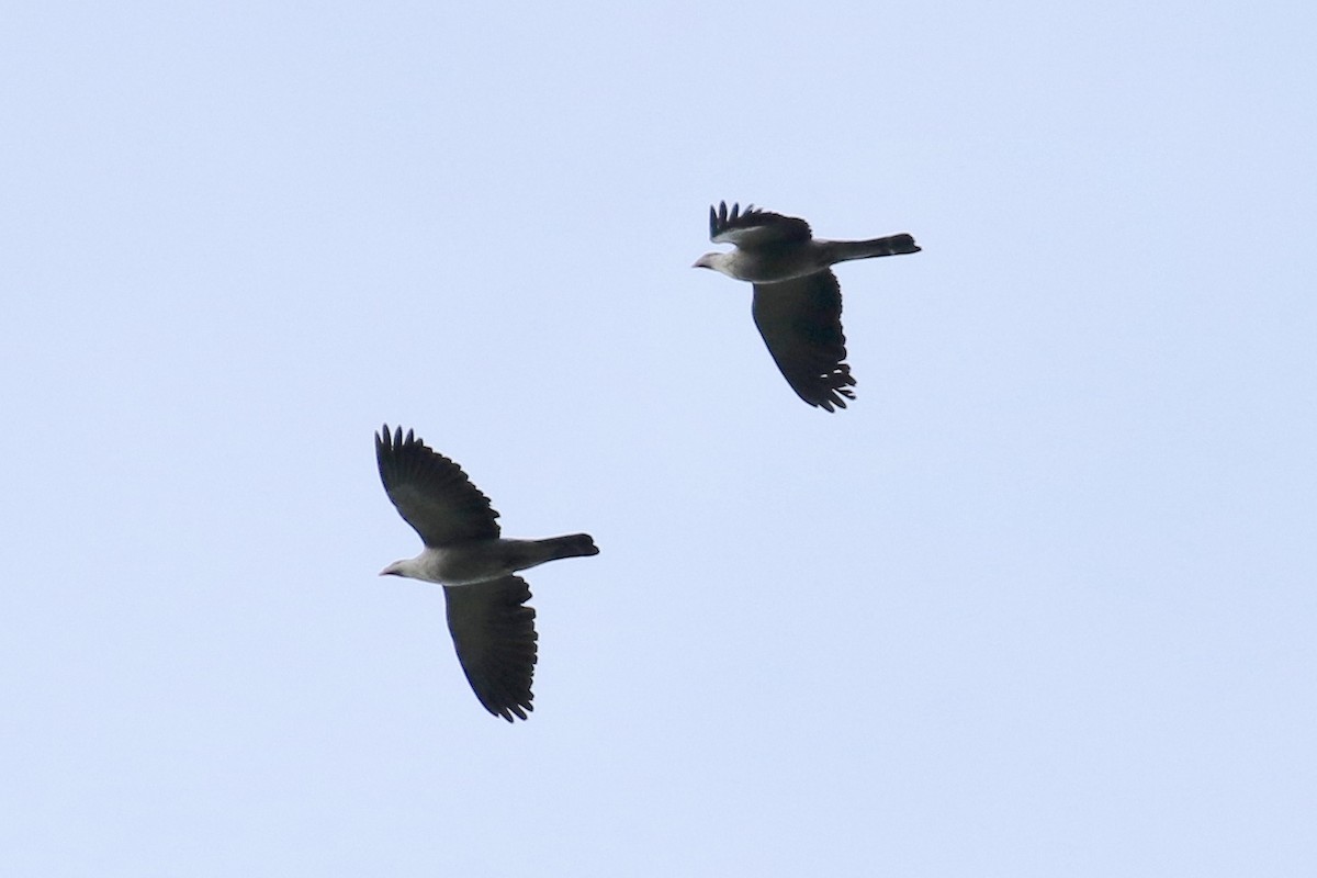 Topknot Pigeon - ML150719671