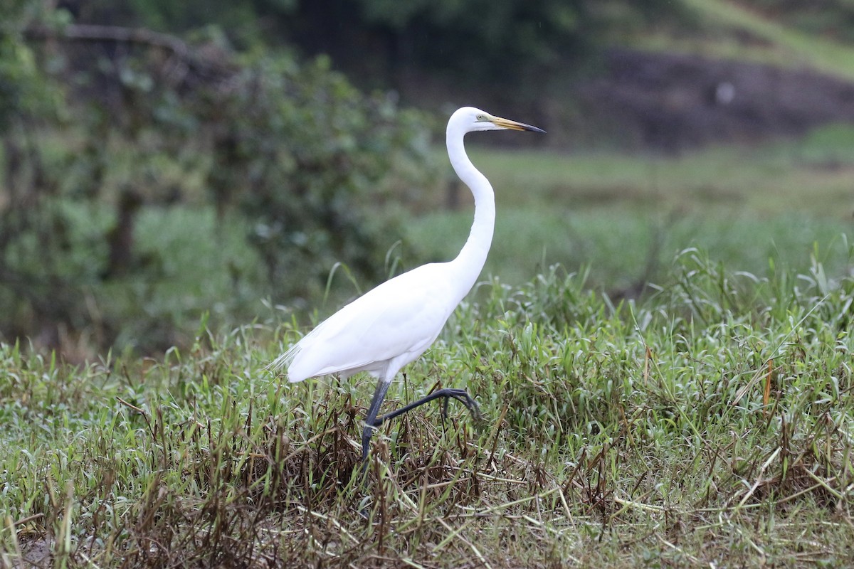 Great Egret - ML150720481