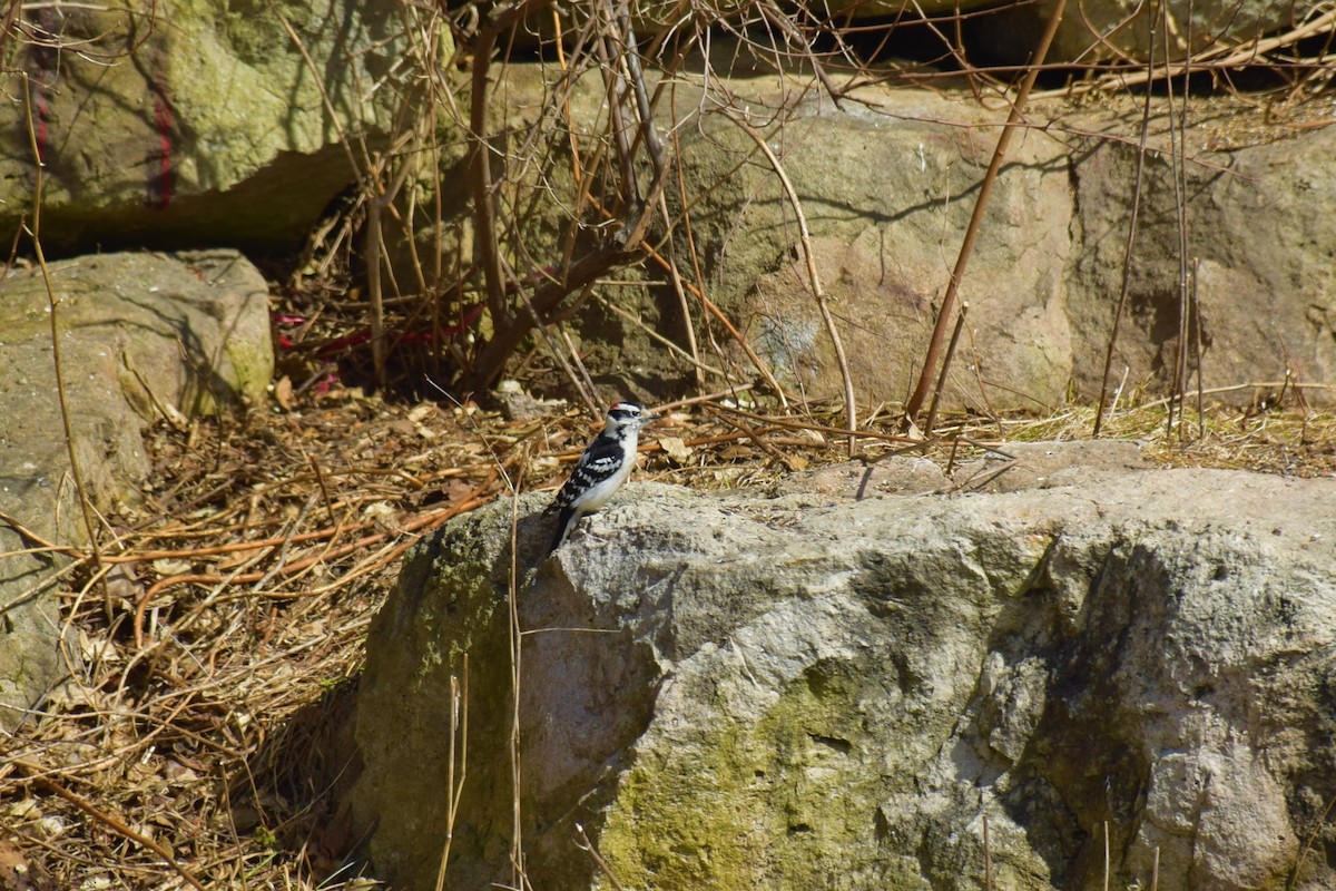 Downy Woodpecker - Pranav Sadana