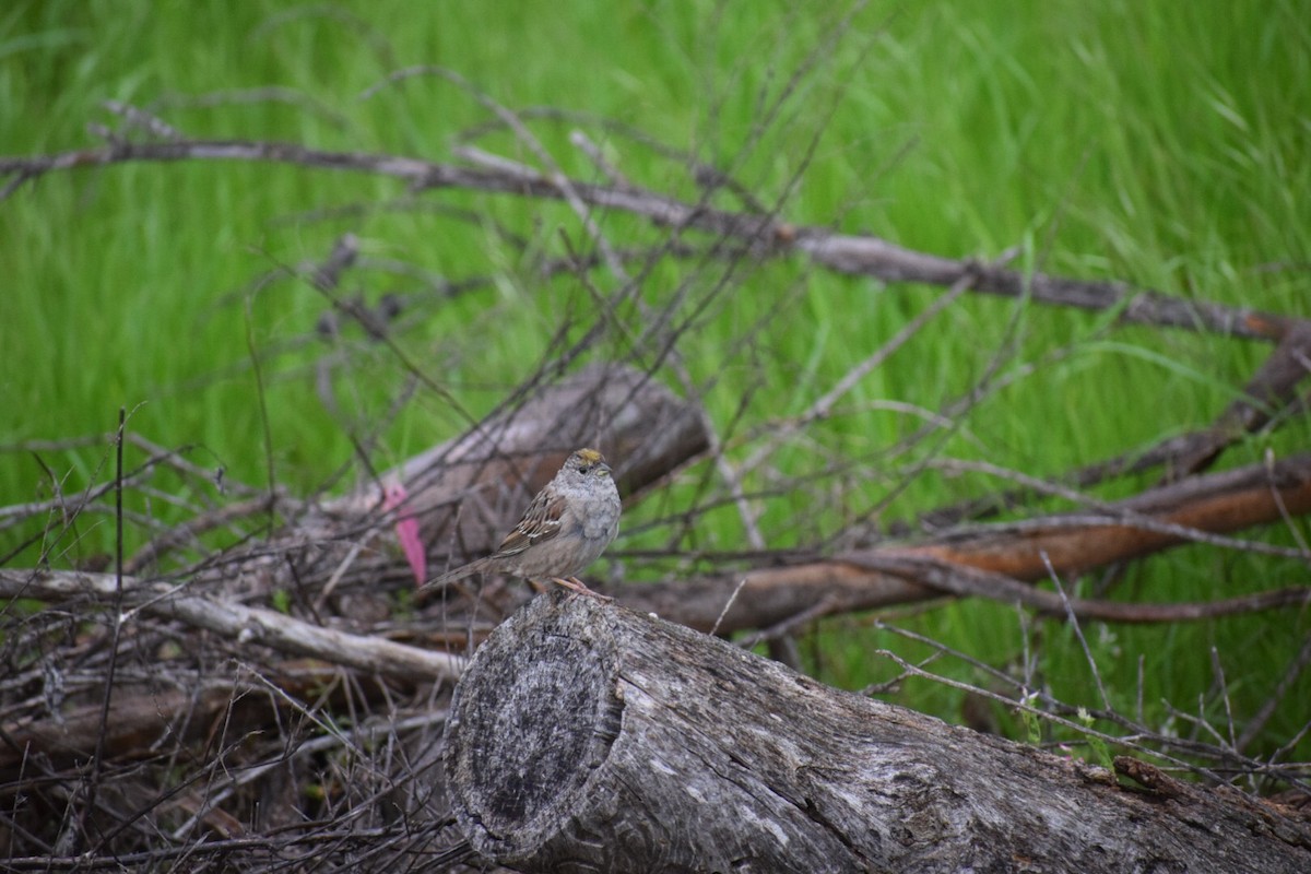 Golden-crowned Sparrow - ML150722801