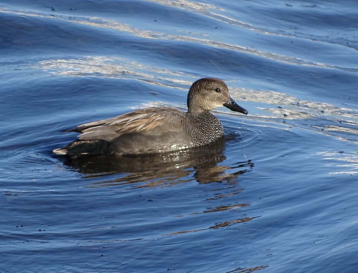 Gadwall - ML150725691