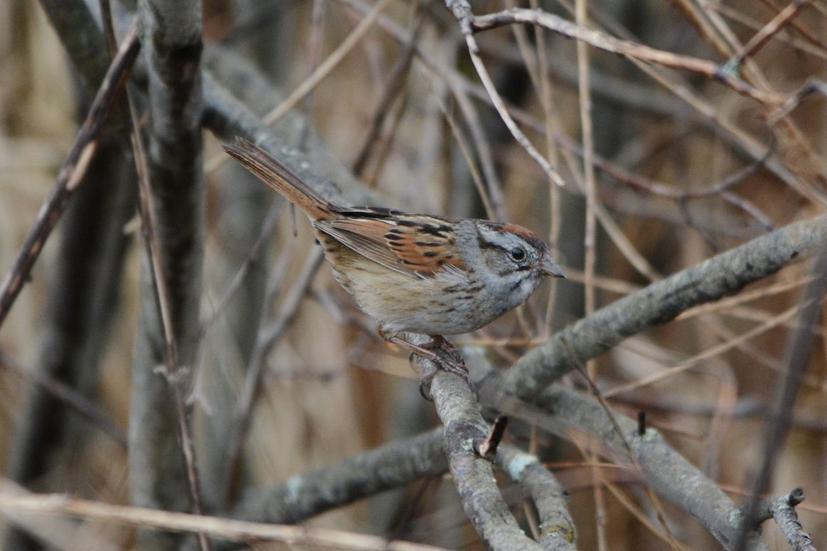 Swamp Sparrow - Steve Mierzykowski