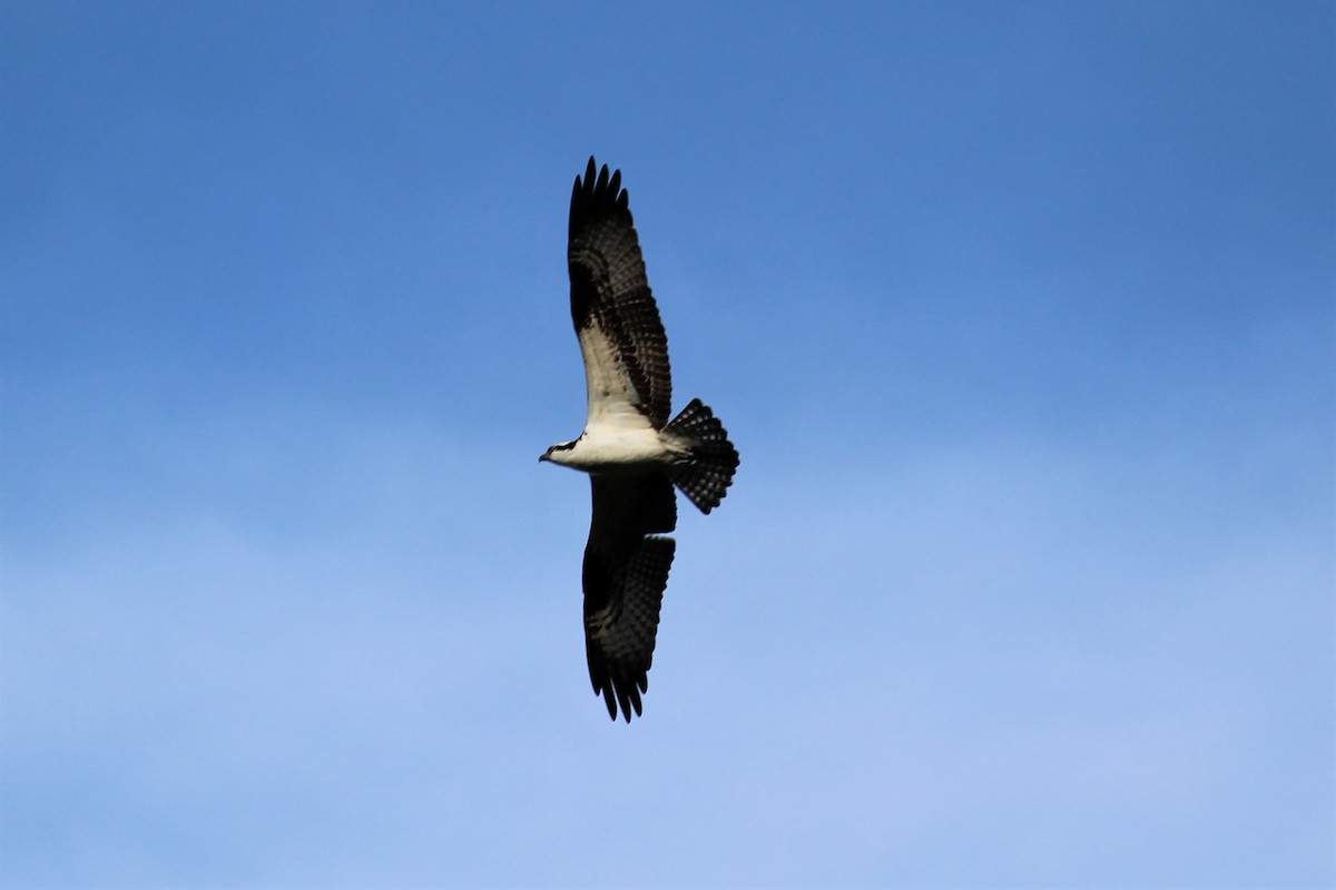 Osprey - ML150726131