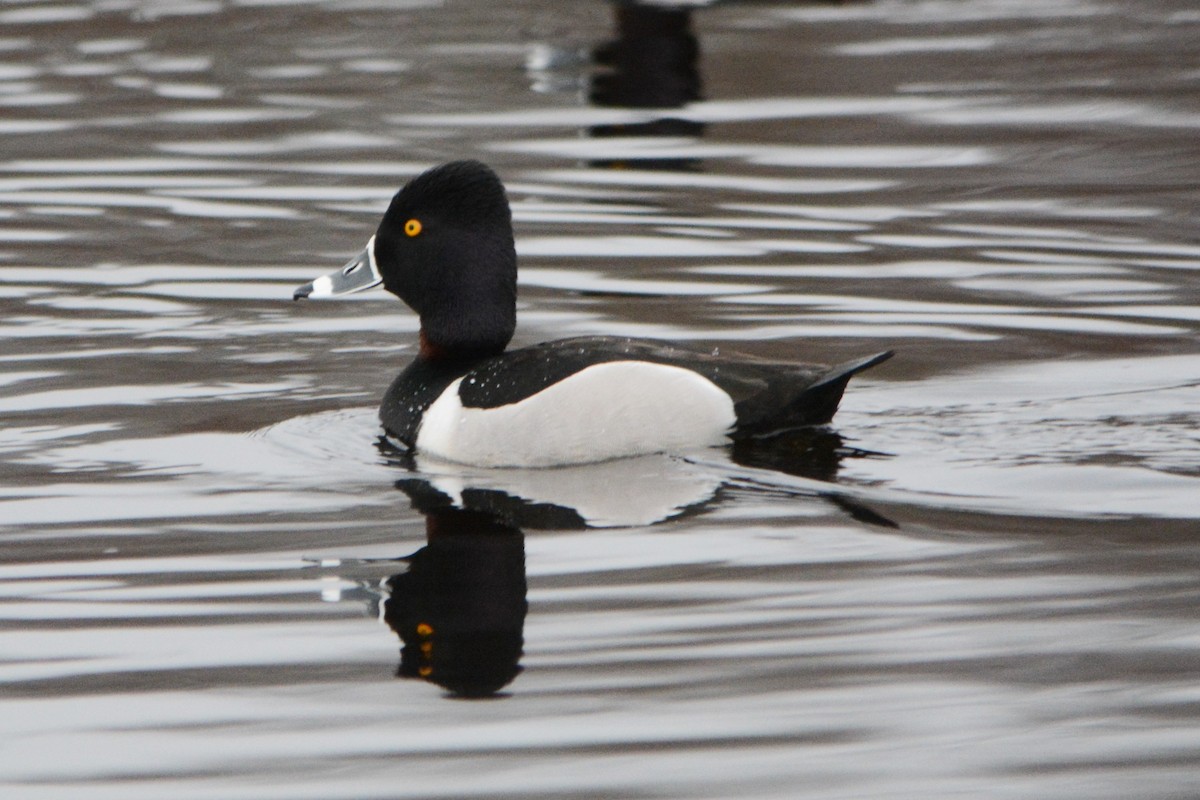 Ring-necked Duck - ML150726551