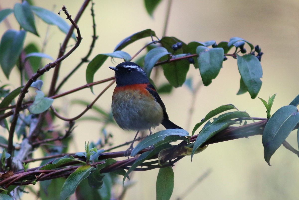 Collared Bush-Robin - John Drummond