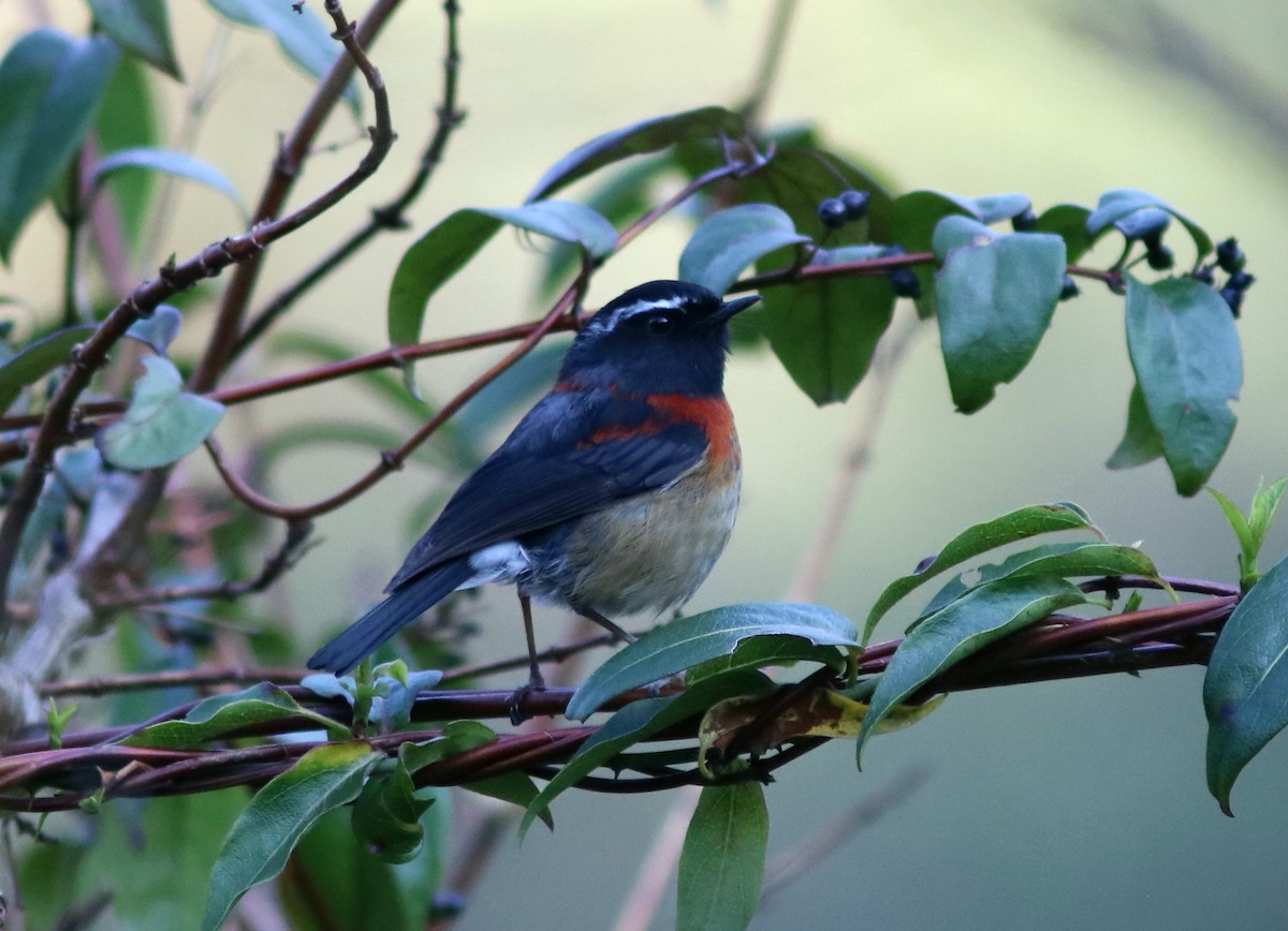 Collared Bush-Robin - John Drummond