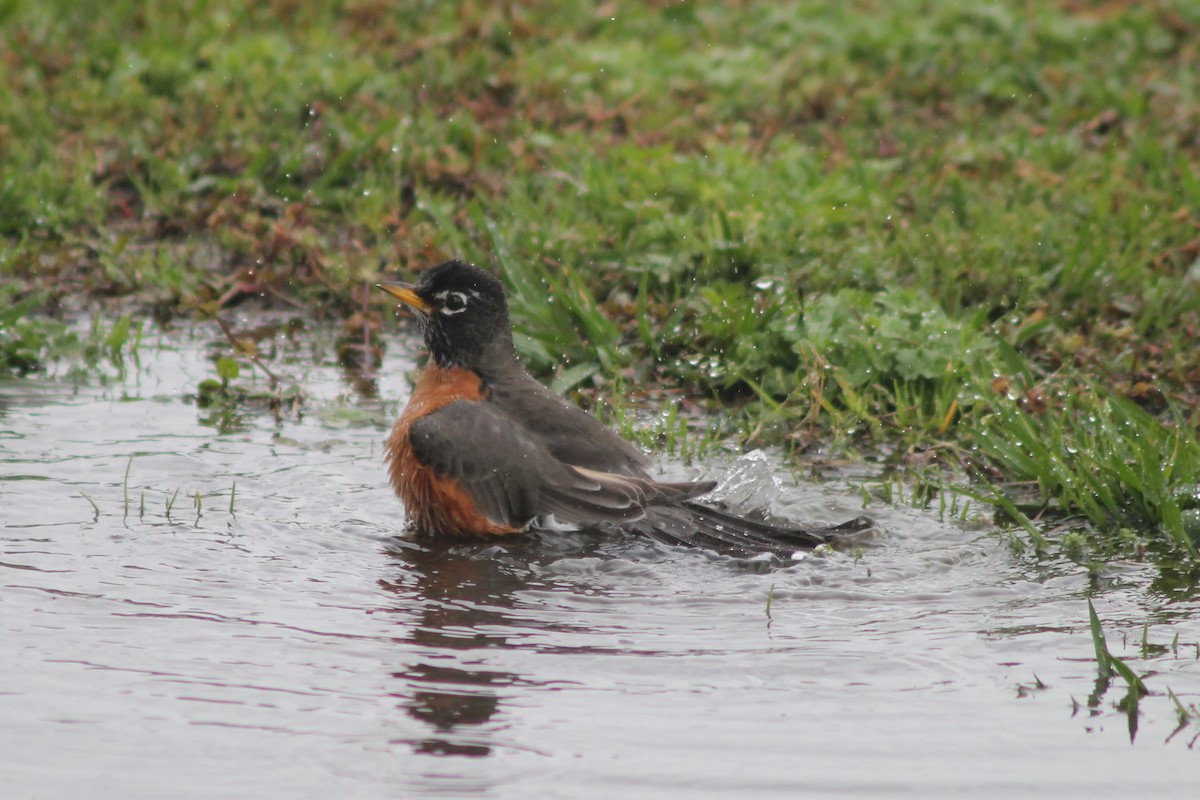 American Robin - ML150727371