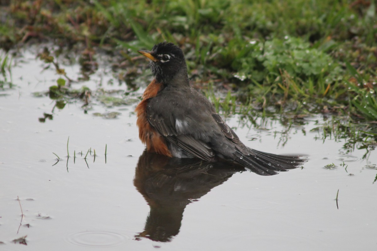 American Robin - ML150727381