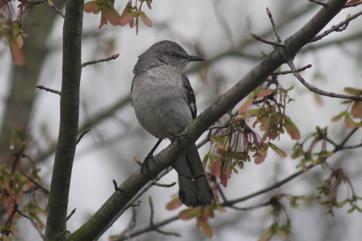 Northern Mockingbird - ML150727491