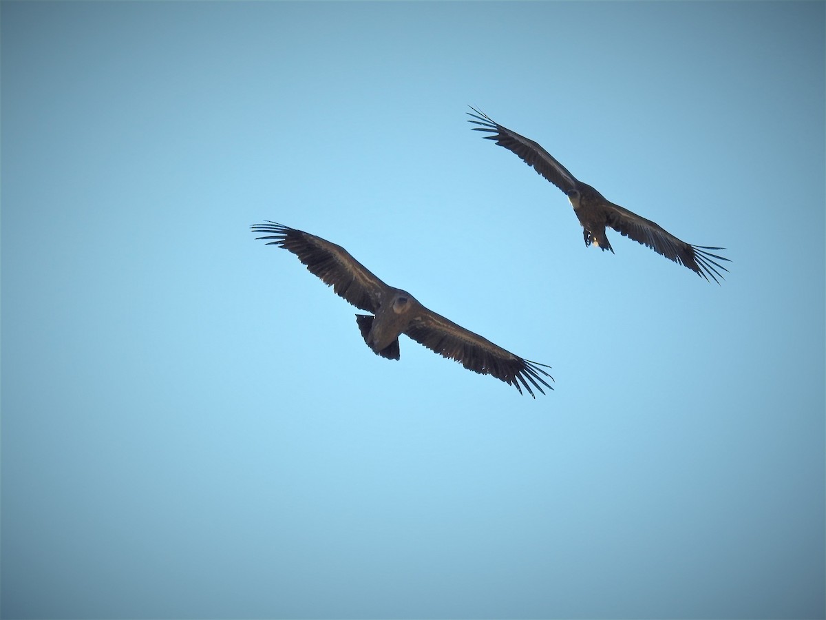 Eurasian Griffon - ML150729141