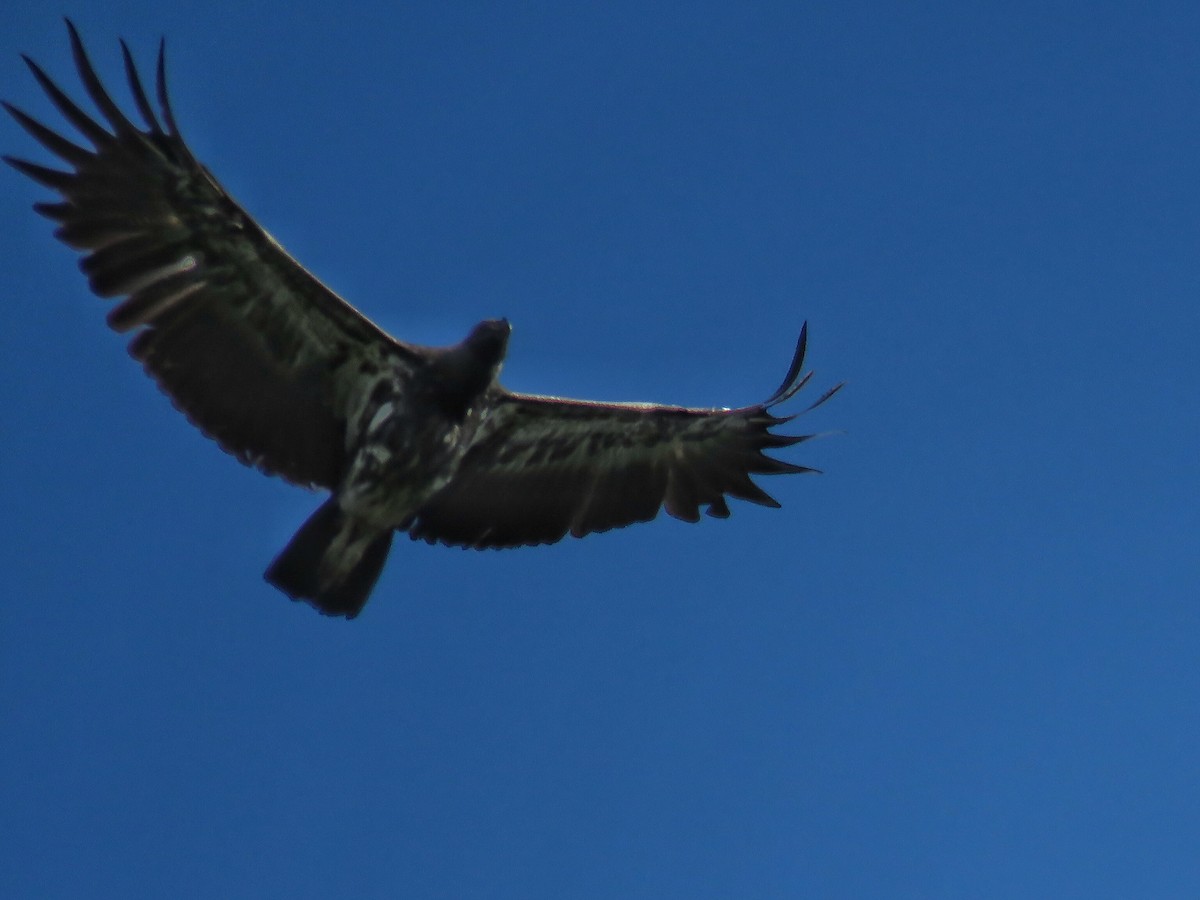 King Vulture - ML150729771