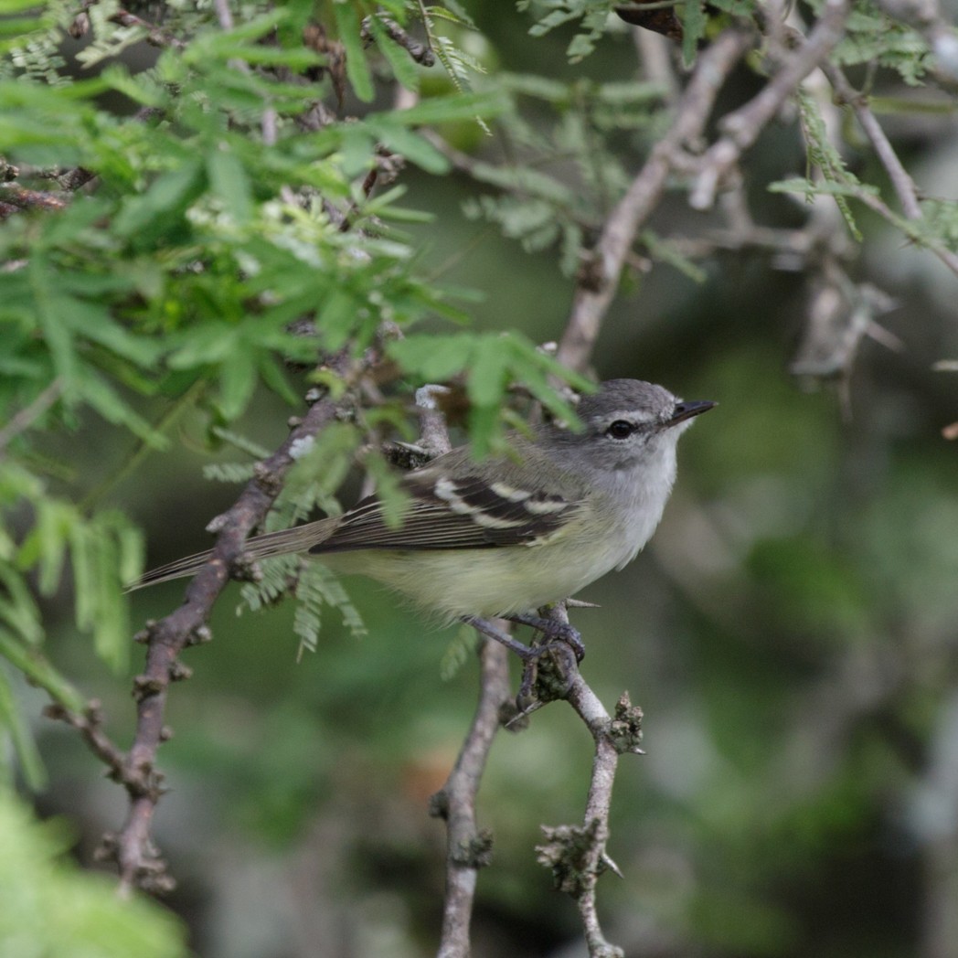 Plain Tyrannulet - ML150729781