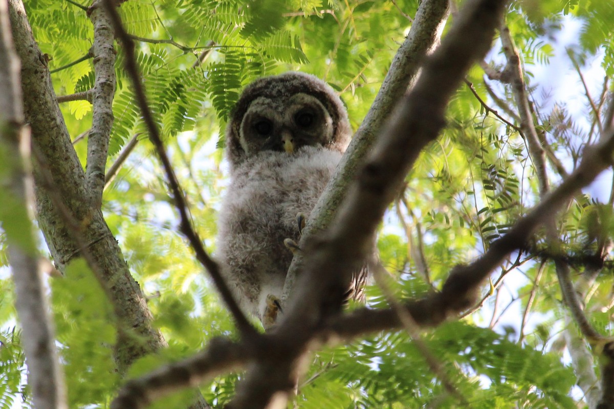 Barred Owl - ML150731721