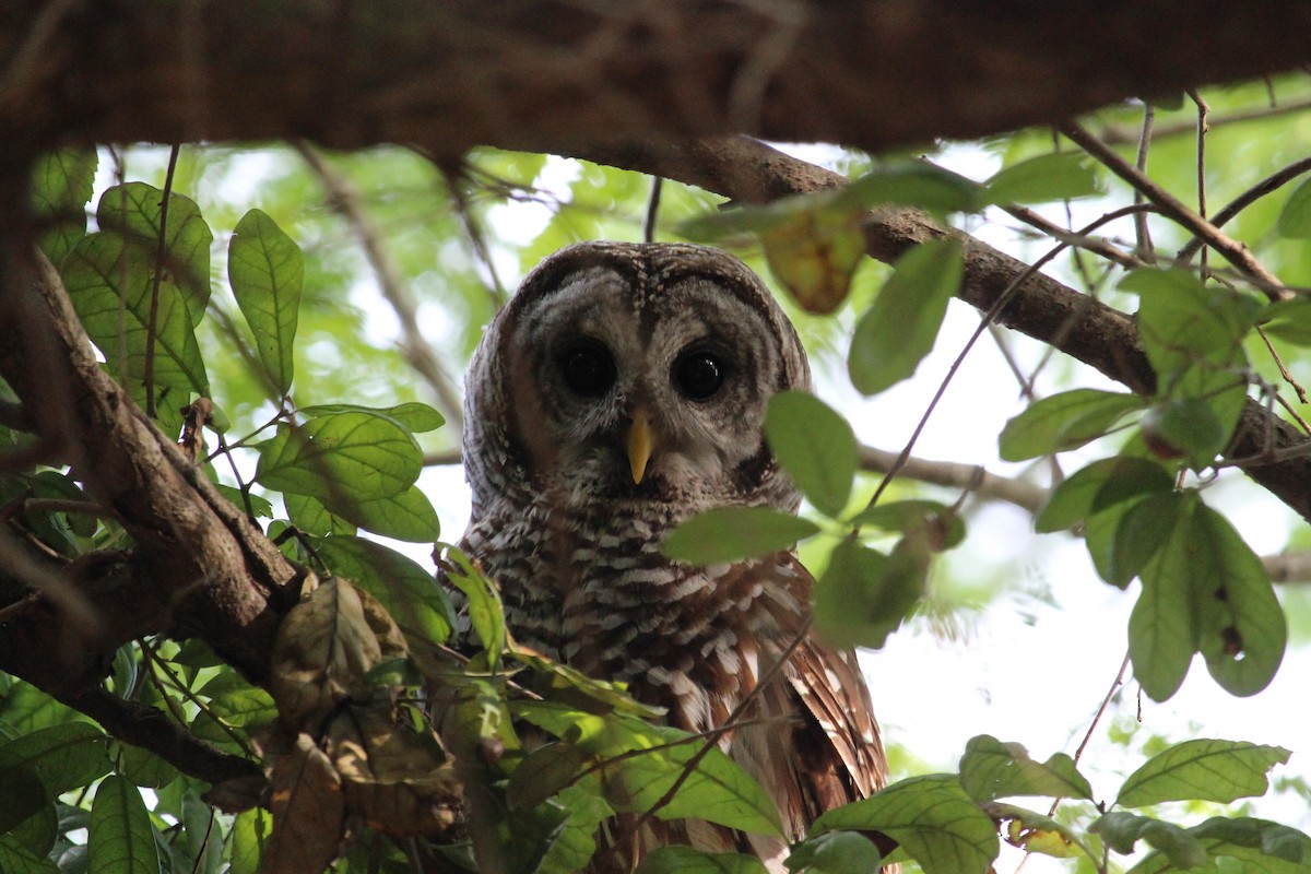 Barred Owl - ML150731781