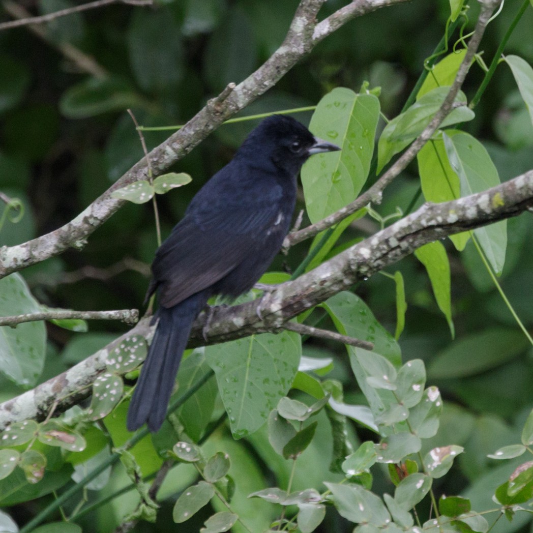 White-lined Tanager - ML150732261