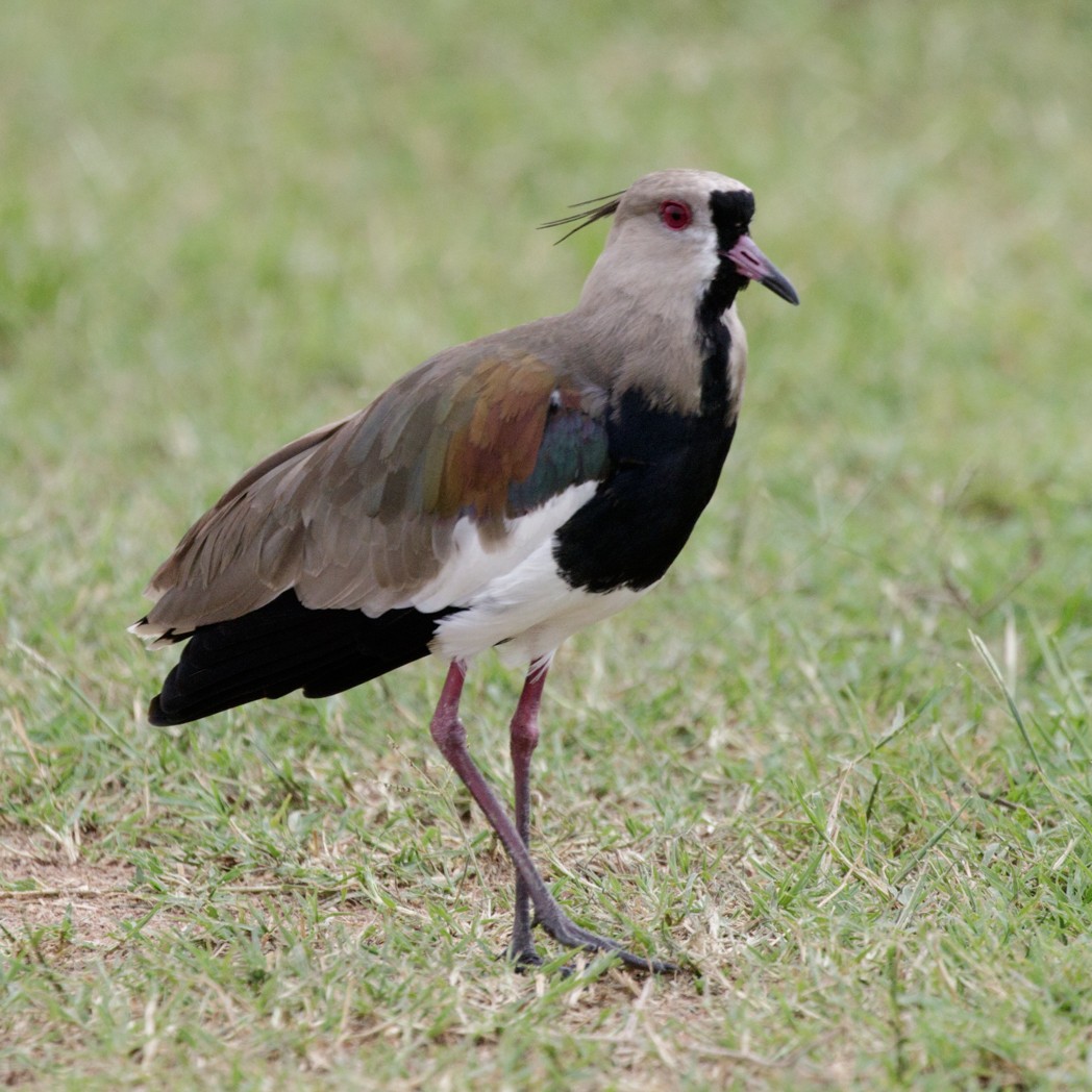 Southern Lapwing - ML150732271