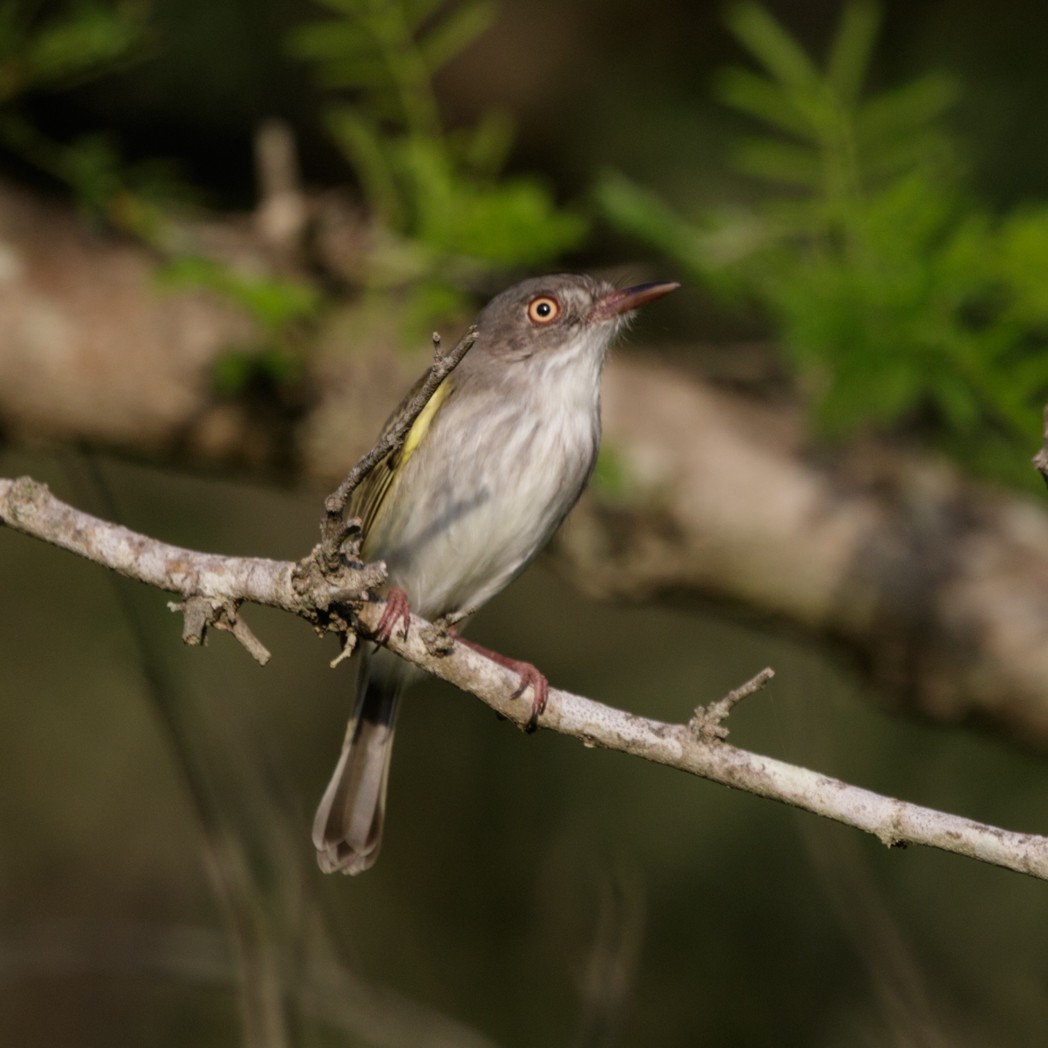 Pearly-vented Tody-Tyrant - ML150732681