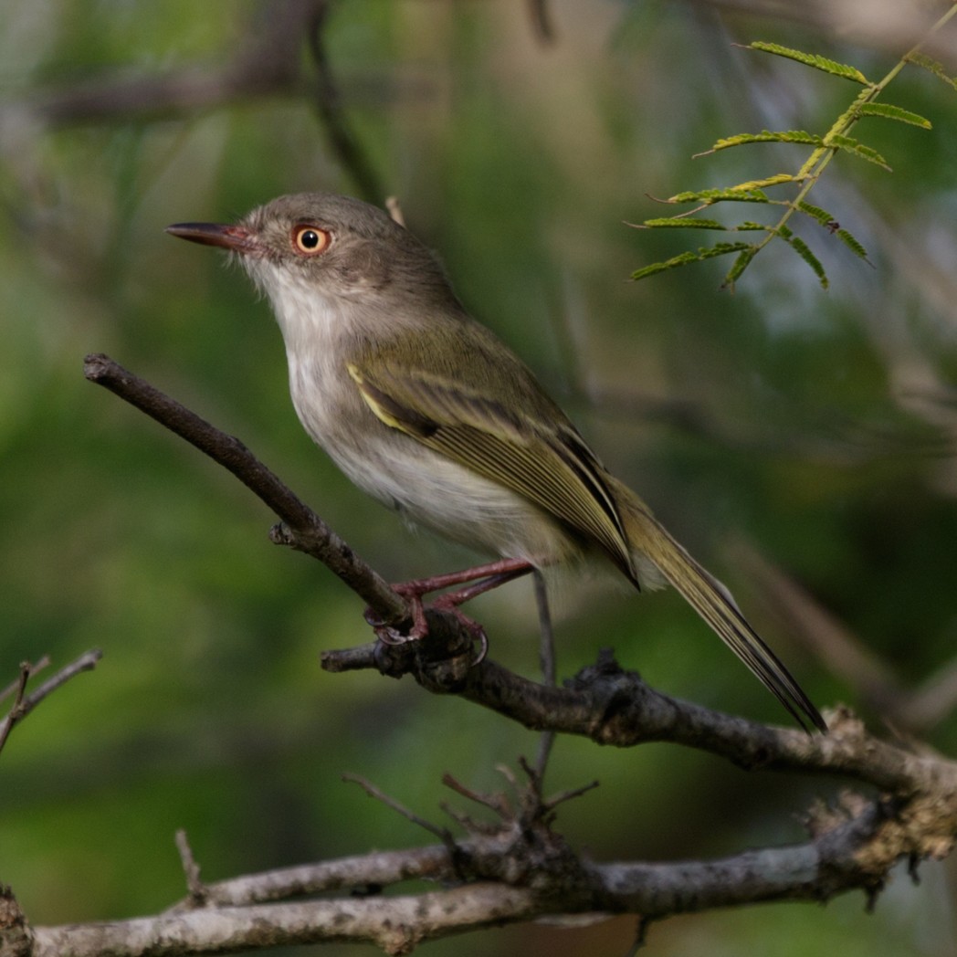 Pearly-vented Tody-Tyrant - ML150732701