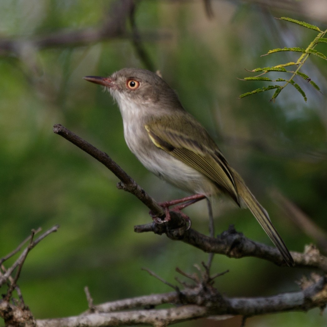 Pearly-vented Tody-Tyrant - ML150732711
