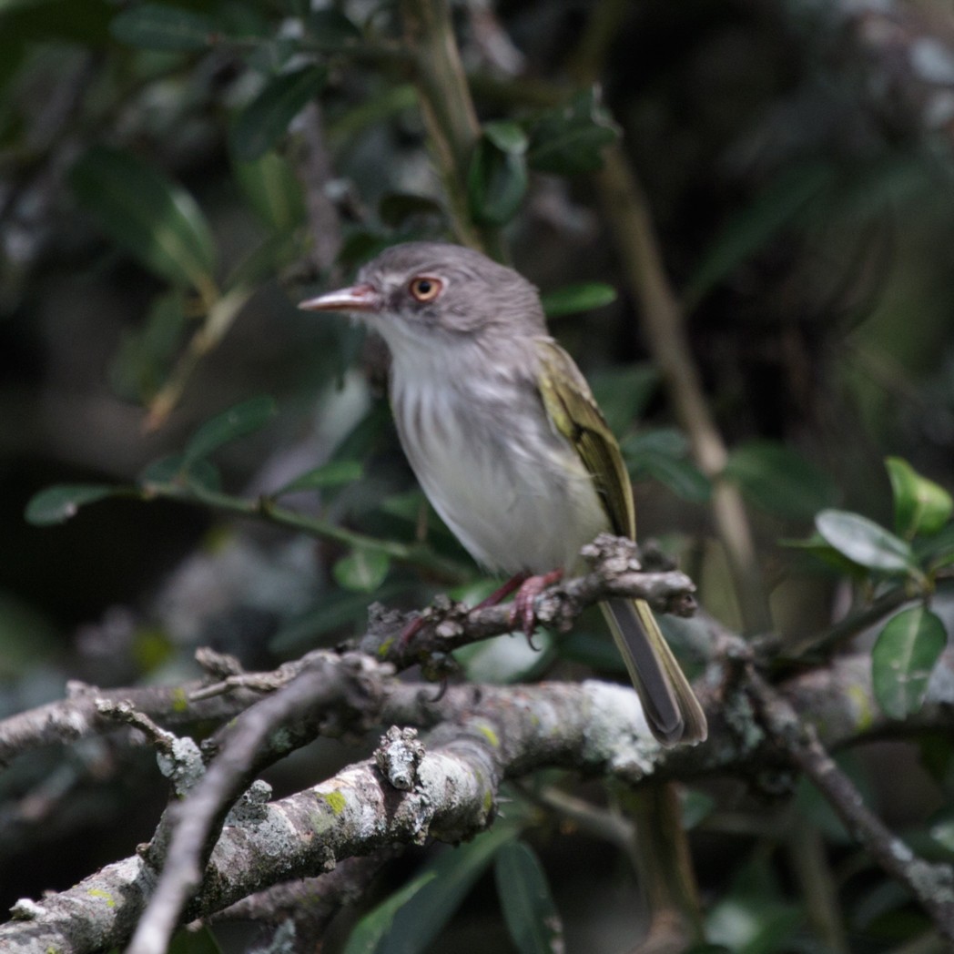 Pearly-vented Tody-Tyrant - ML150732721