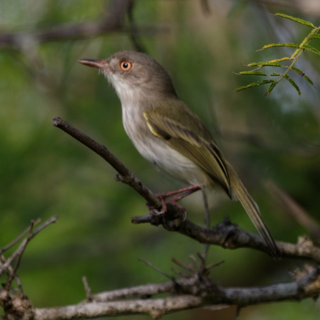 Pearly-vented Tody-Tyrant - ML150732741