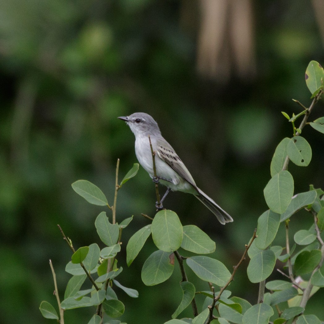 Suiriri Flycatcher - ML150732841