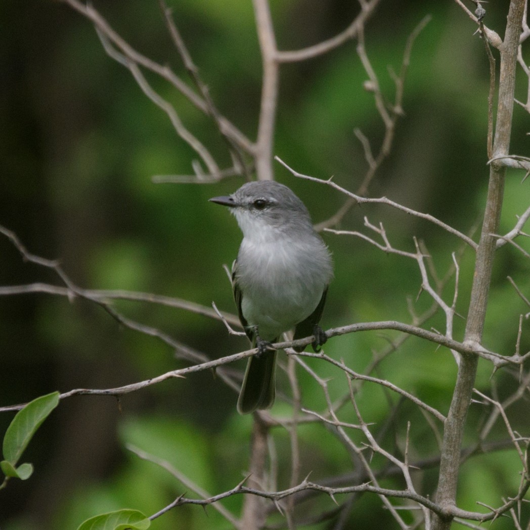 Suiriri Flycatcher - ML150732891