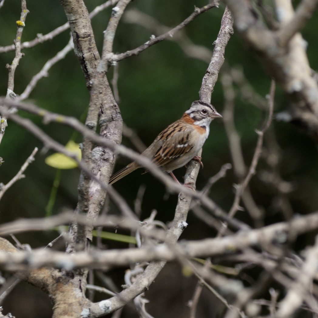 Rufous-collared Sparrow - Silvia Faustino Linhares