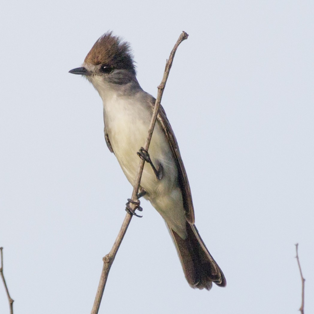 White-naped Xenopsaris - ML150733031