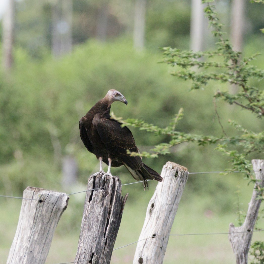 Lesser Yellow-headed Vulture - ML150733111