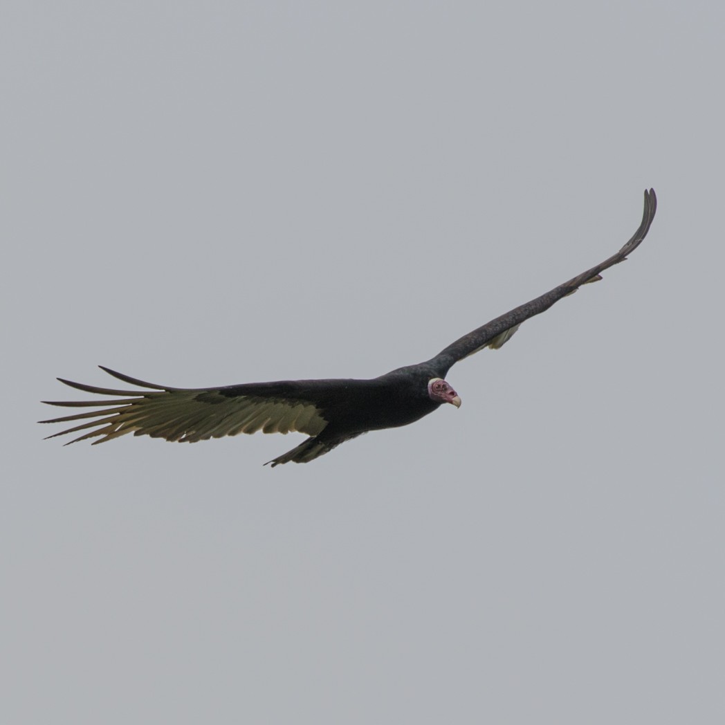 Turkey Vulture - ML150733151