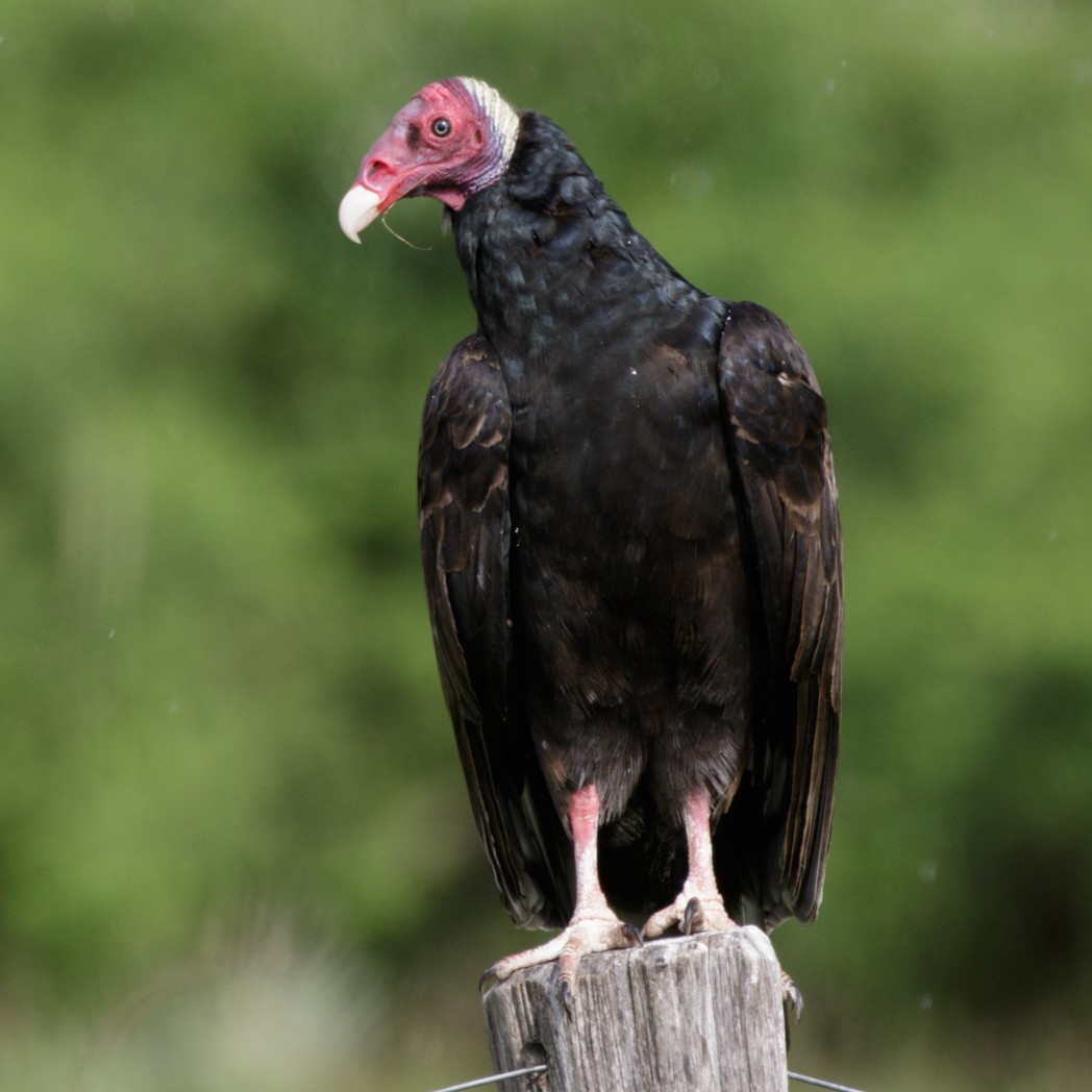 Turkey Vulture - ML150733241