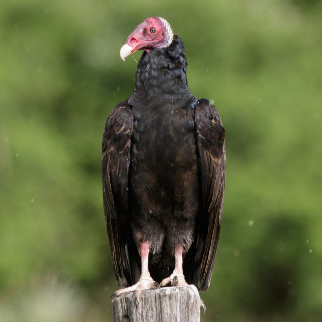 Turkey Vulture - ML150733251