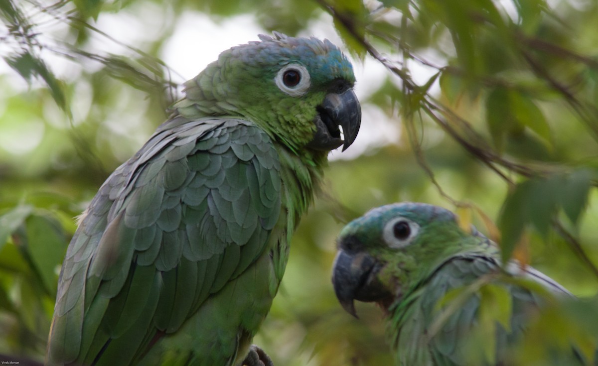 Mealy Amazon (Northern) - Vivek Menon